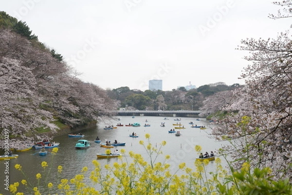 Obraz 日本の春 桜 Cherry Blossom