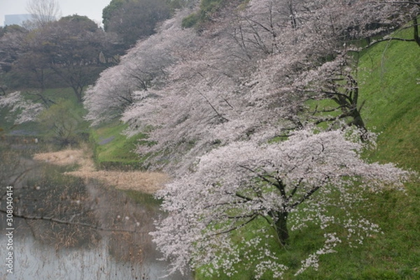 Obraz 日本の春 桜 Cherry Blossom