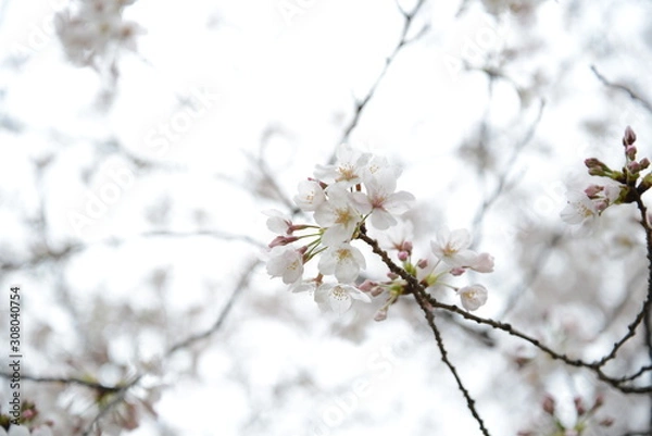 Obraz 日本の春 桜 Cherry Blossom