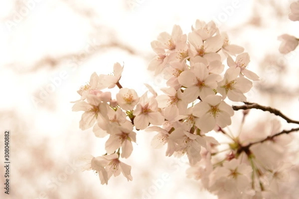 Obraz 日本の春 桜 Cherry Blossom