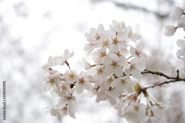 Obraz 日本の春 桜 Cherry Blossom