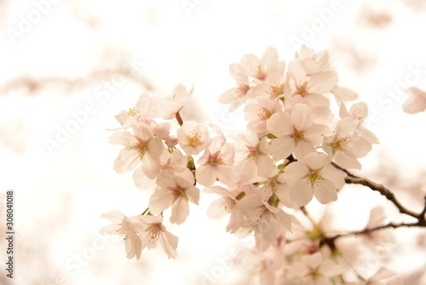 Obraz 日本の春 桜 Cherry Blossom