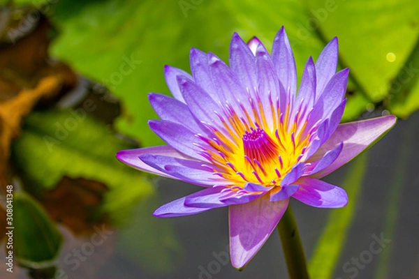 Fototapeta A beautiful purple yellow lotus or water lily, Sir Seewoosagur Ramgoolam Botanical Garden, Mauritius.