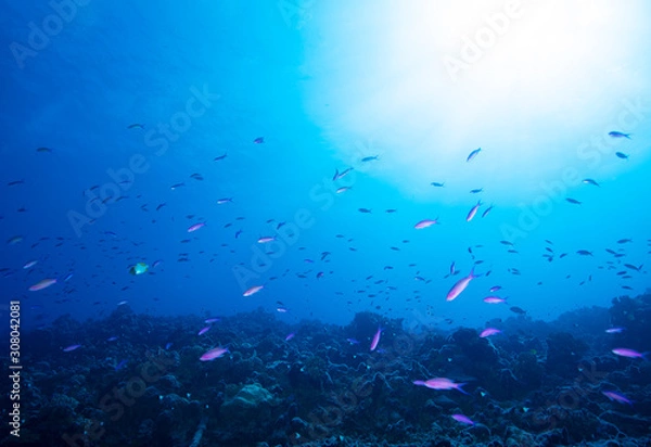 Obraz shoal of fish