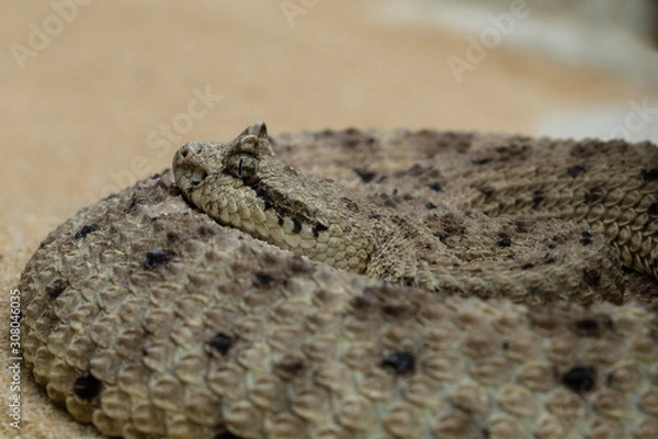 Fototapeta klapperschlange