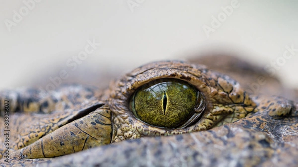 Fototapeta Krokodil Auge