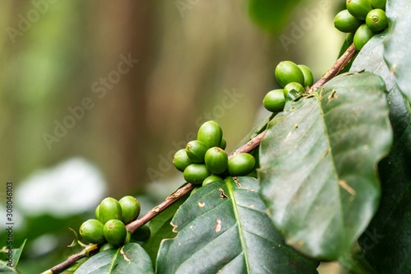 Obraz coffee beans are in the coffee tree.