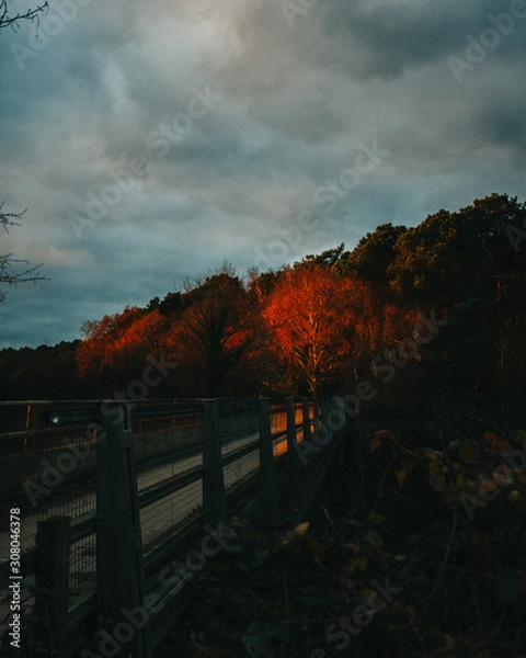 Fototapeta Red tree at sunset