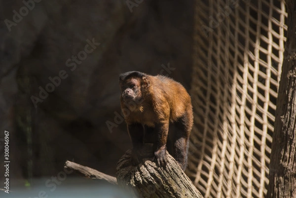 Obraz baby lion tailed macaque