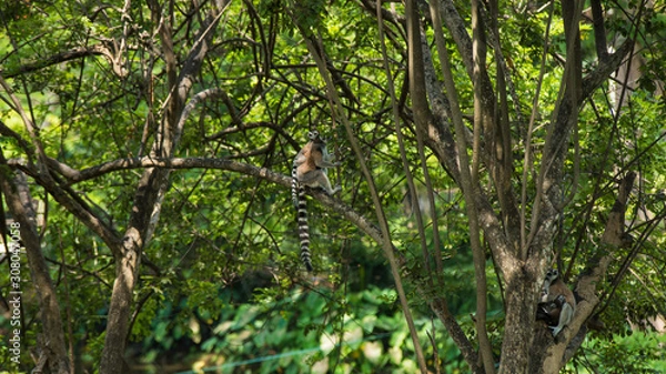 Obraz leaves in the forest