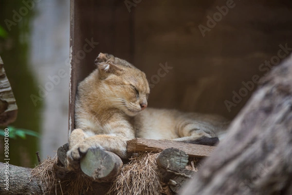 Obraz squirrel on tree