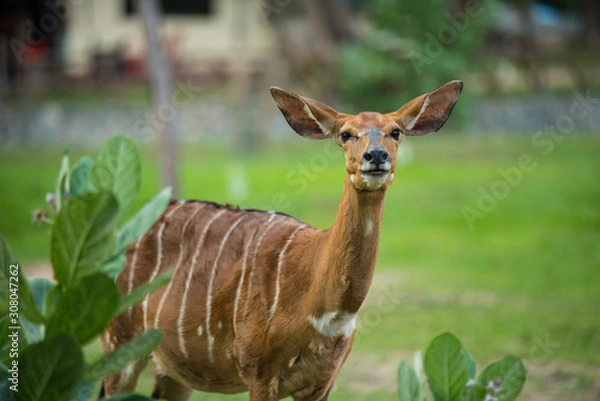 Obraz deer in the forest