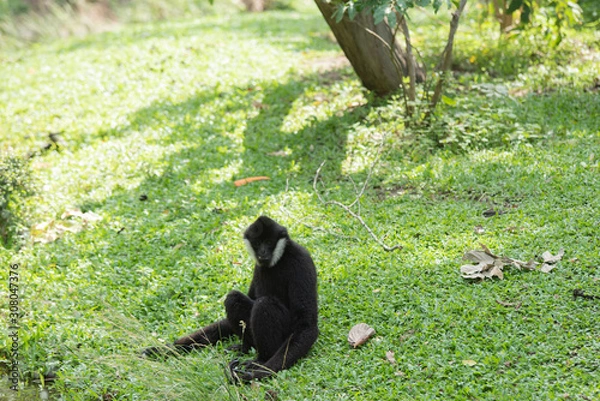 Obraz squirrel on the grass
