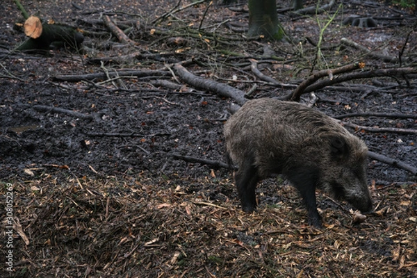 Obraz Wildschwein