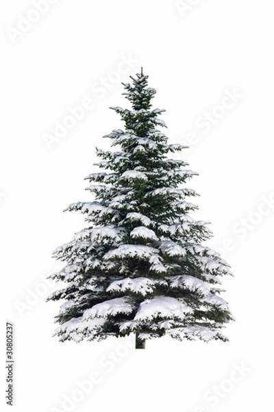 Obraz Jodła w śniegu