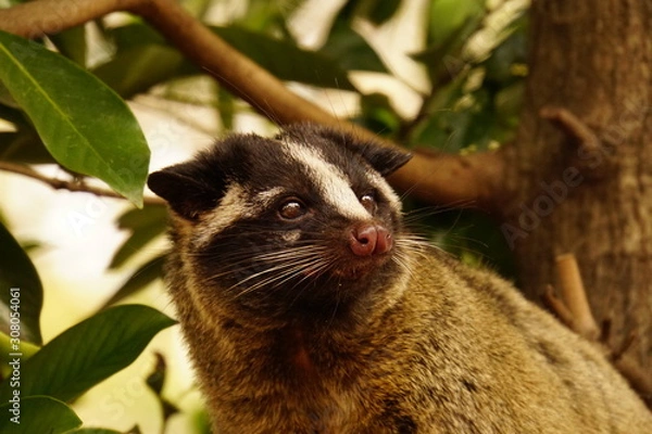 Fototapeta ハクビシン