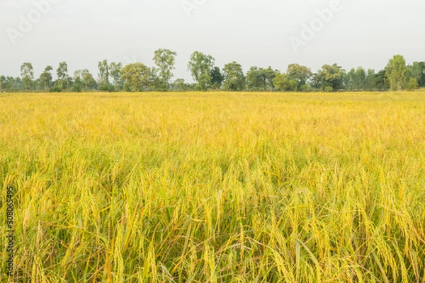 Obraz Glutinous rice farm