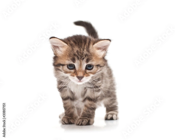 Fototapeta siberian kitten on white background