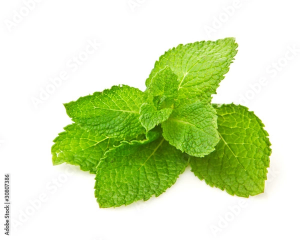 Obraz Fresh green mint isolated on white