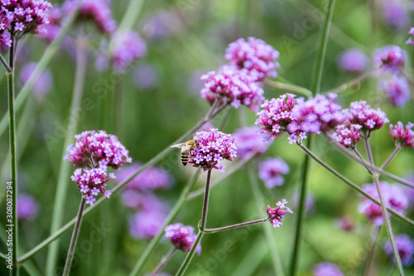 Fototapeta Blüte mit Biene