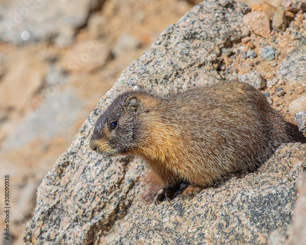 Fototapeta Marmot on Mt Evans