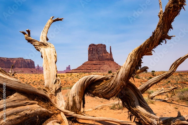 Obraz Twisted Mittens