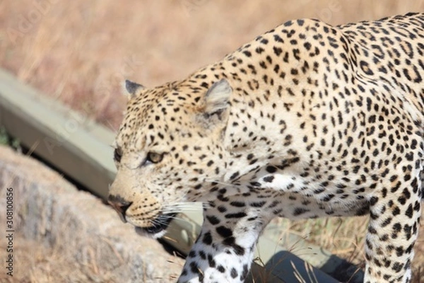 Obraz Leopard crossing road