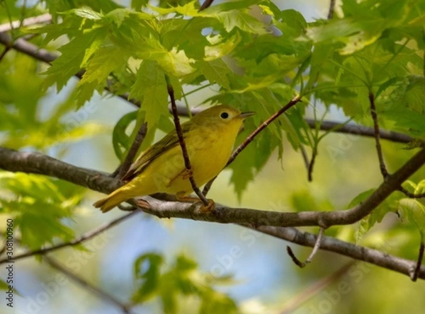 Obraz Yellow Warbler