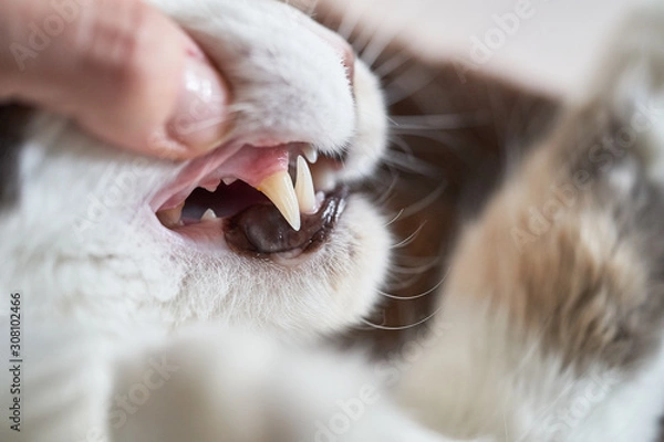 Obraz Checking Teeth Of Cat Close Up Shot 