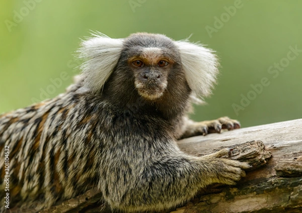 Fototapeta common marmoset monkey portrait on a stem looking grumpy