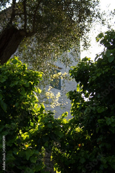 Fototapeta tree in forest