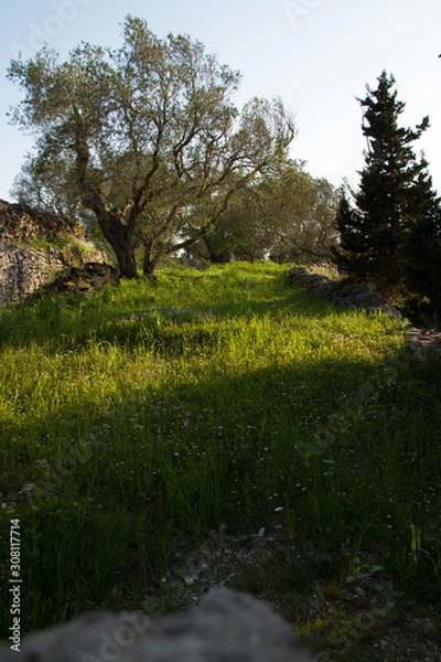 Fototapeta trees in the forest