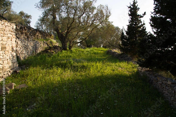 Fototapeta trees in the forest