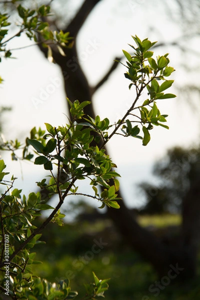 Fototapeta trees in the forest