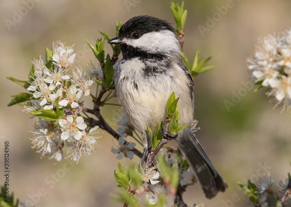 Fototapeta black capped chickadee perched among white blossems