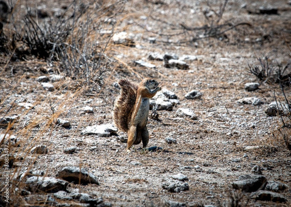 Obraz Xerus inauris - Cape ground squirrel