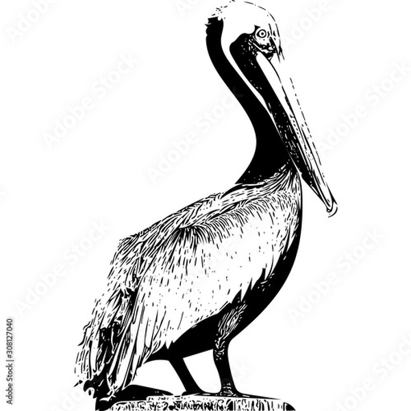 Obraz Pelican Black and White Vector