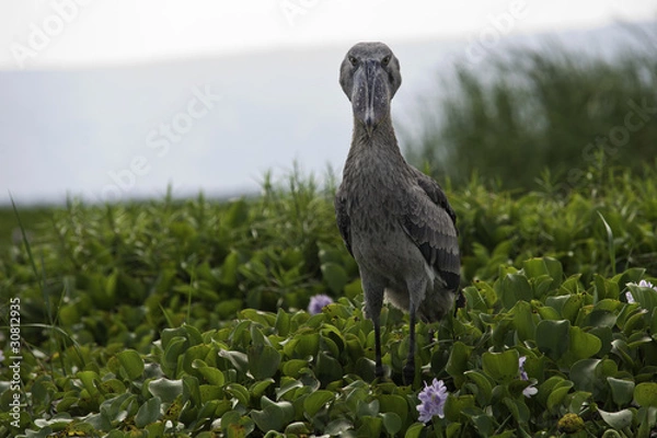 Obraz Shoebill