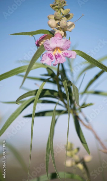 Obraz Desert Willow Bloom
