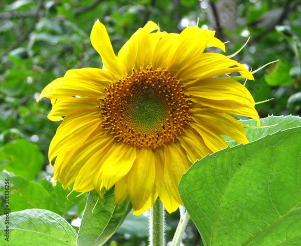Obraz Sunflower