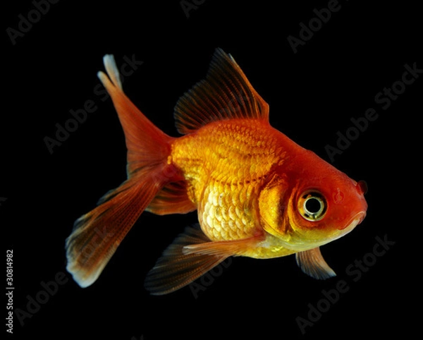 Obraz Schleierschwanz rotorange schwarz3