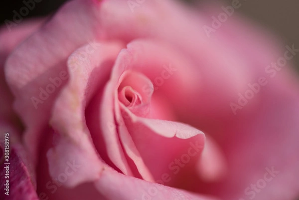Obraz pink rose closeup