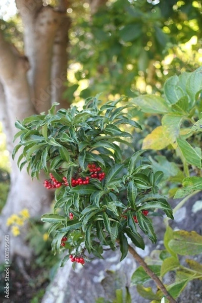 Obraz マンリョウ