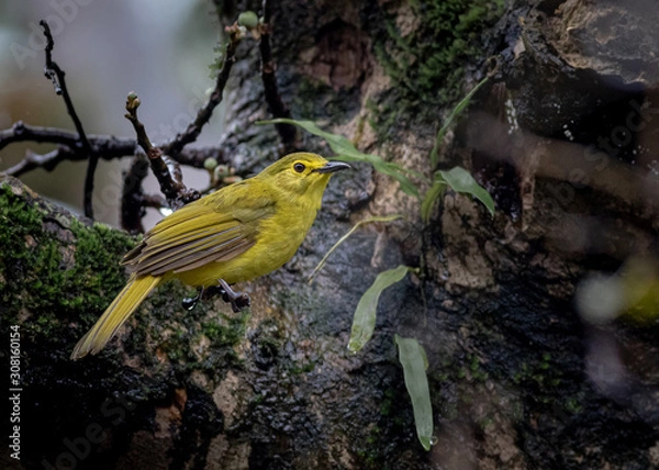 Fototapeta A yellow browed Bulbul bird from the Sahyadri mountain range of India