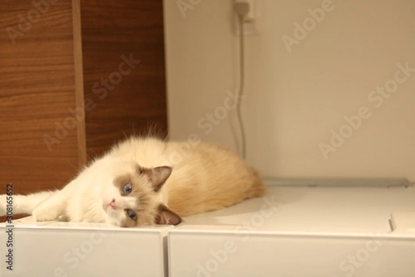 Fototapeta ラグドール