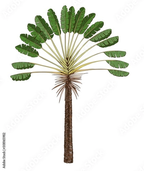 Fototapeta Palm tree ravenala Madagascar single. The travelers tree vector illustration.
