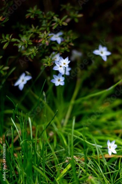 Fototapeta ニラバナ