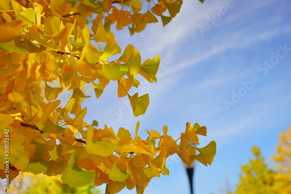 Fototapeta 東京駅丸の内オフィスビル
