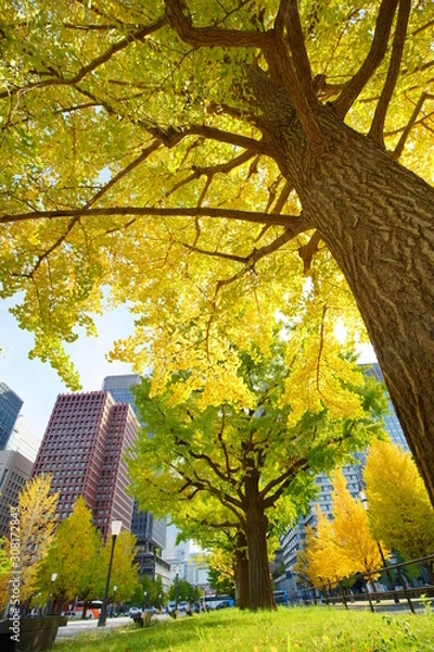 Fototapeta 東京駅丸の内オフィスビル