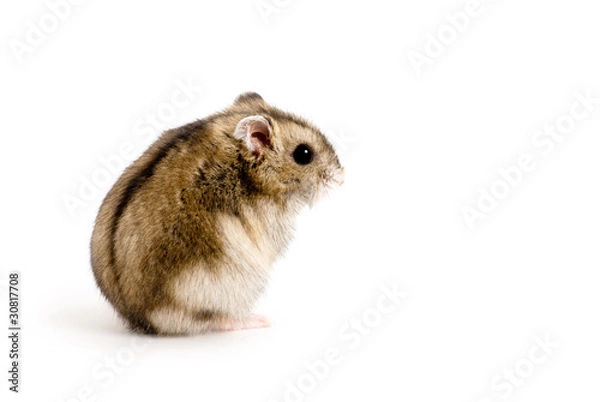 Fototapeta Dwarf hamster